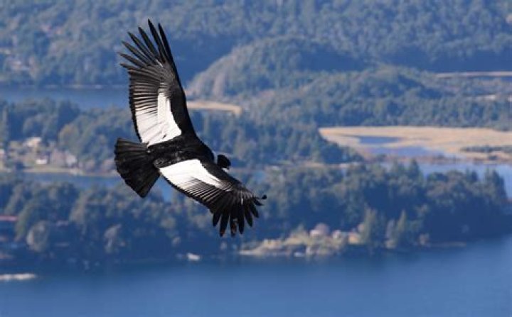 Does australia have condors?