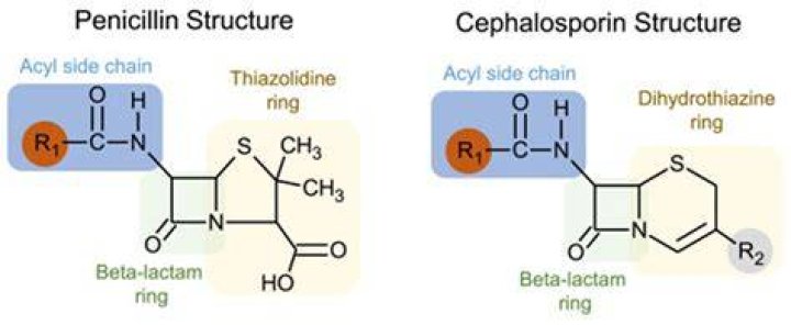 Does cephalosporin contain penicillin?
