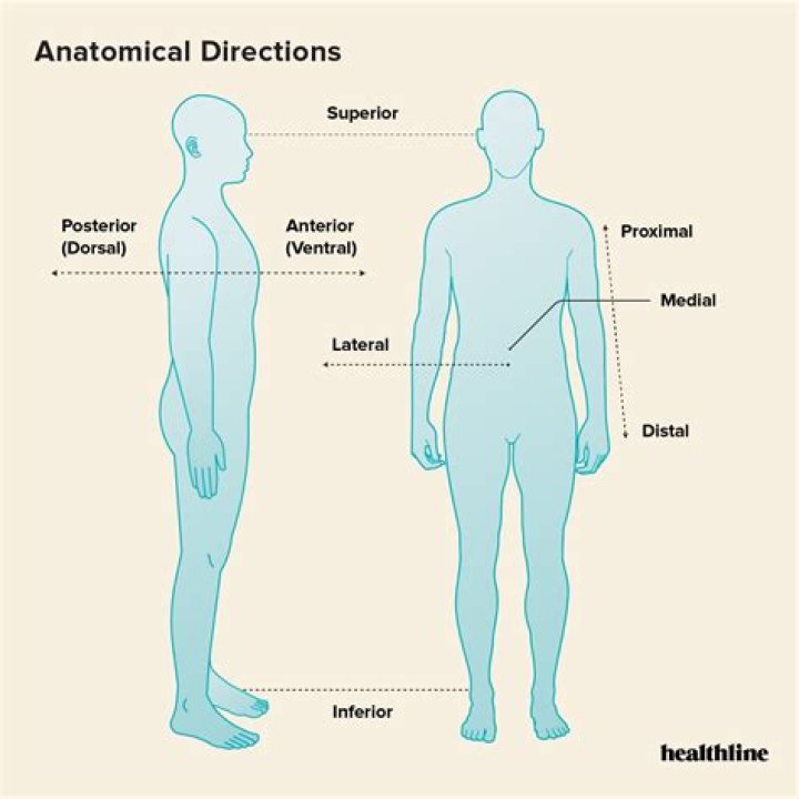 Does dorsal mean anterior?