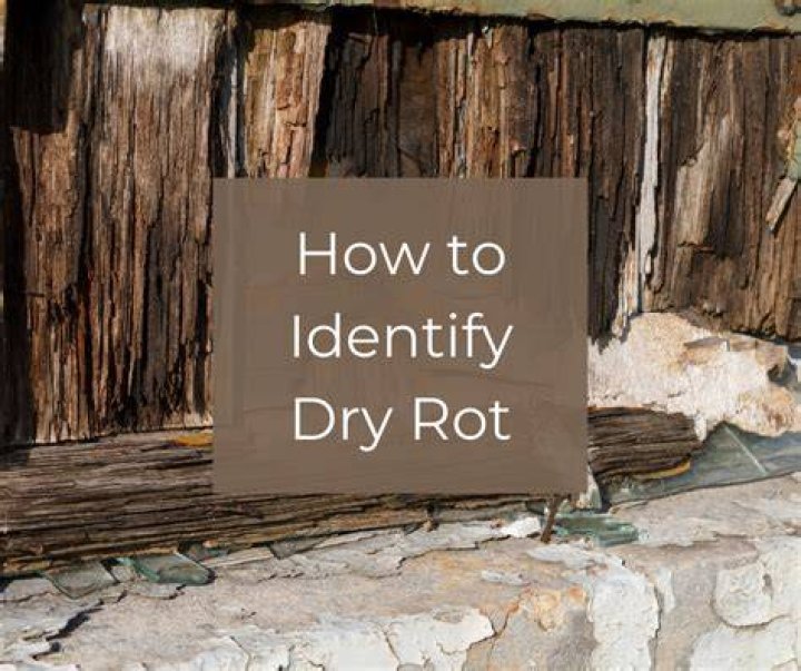 Does dry rot continue to grow?