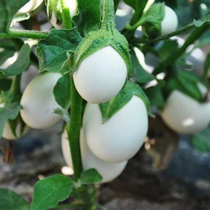 Does eggplant need to be sweated?