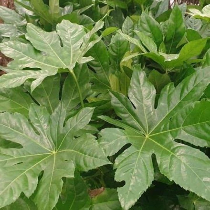 Does fatsia japonica like sun?