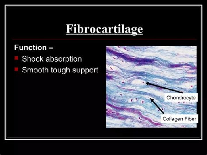 Does fibrocartilage function to resist shock?