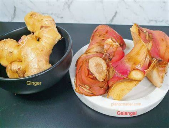 Does galangal taste like ginger?
