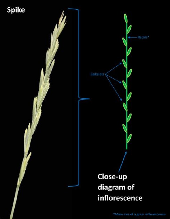 Does grass have spikelets?