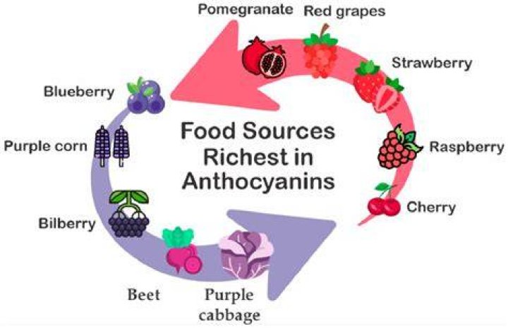 Does green cabbage have anthocyanin?