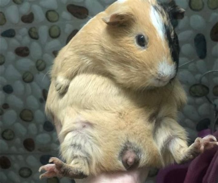 Does guinea pigs have two stomachs?
