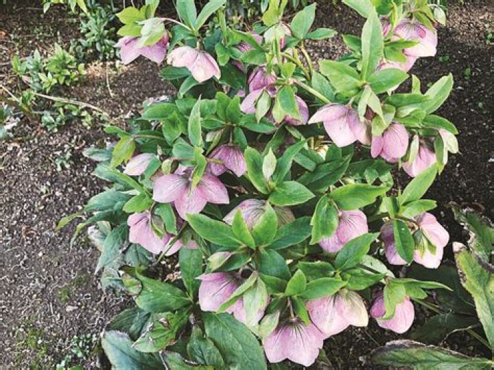 Does hellebores like acid soil?