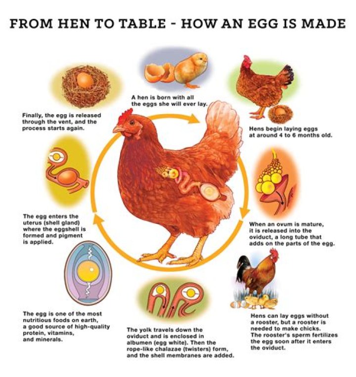 Does hen need rooster to lay eggs?