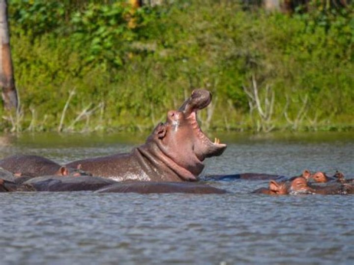 Does lake nakuru have hippos?