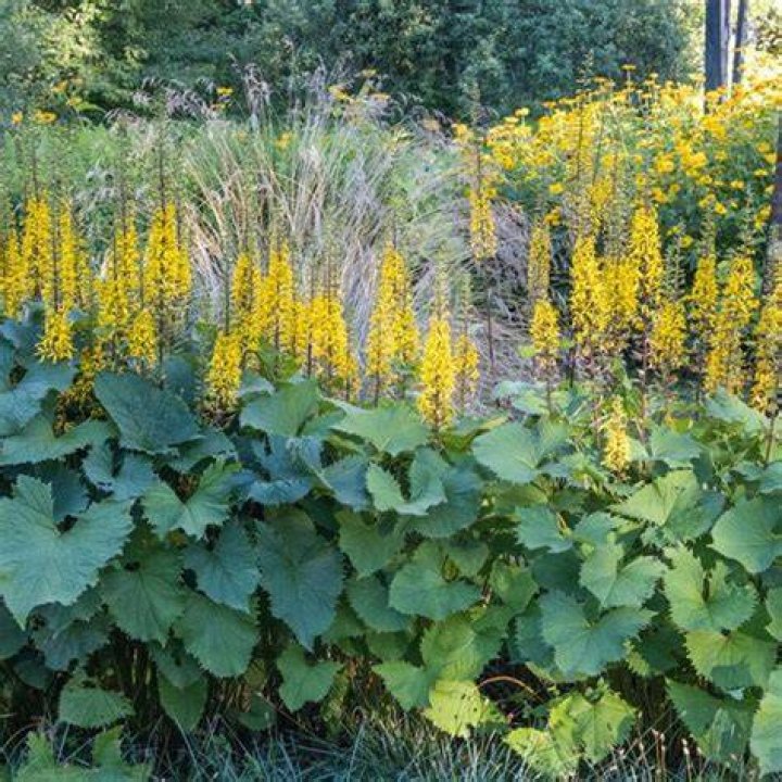Does ligularia like full sun?