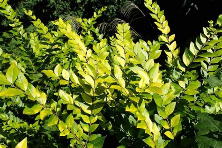 Does ligustrum need full sun?