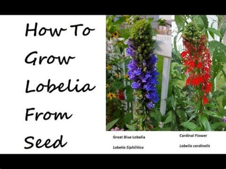 Does lobelia reseed itself?