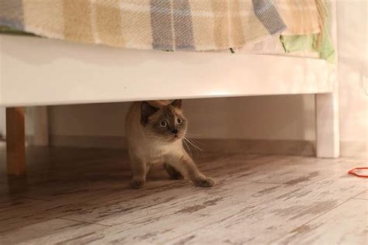 Does loud music bother cats?