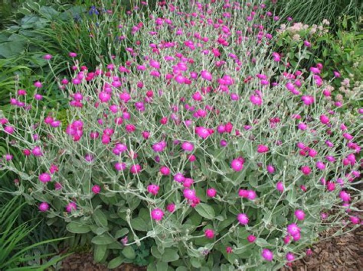 Does lychnis coronaria self seed?