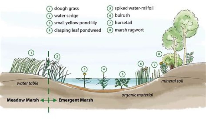 Does marshy meaning swampy?