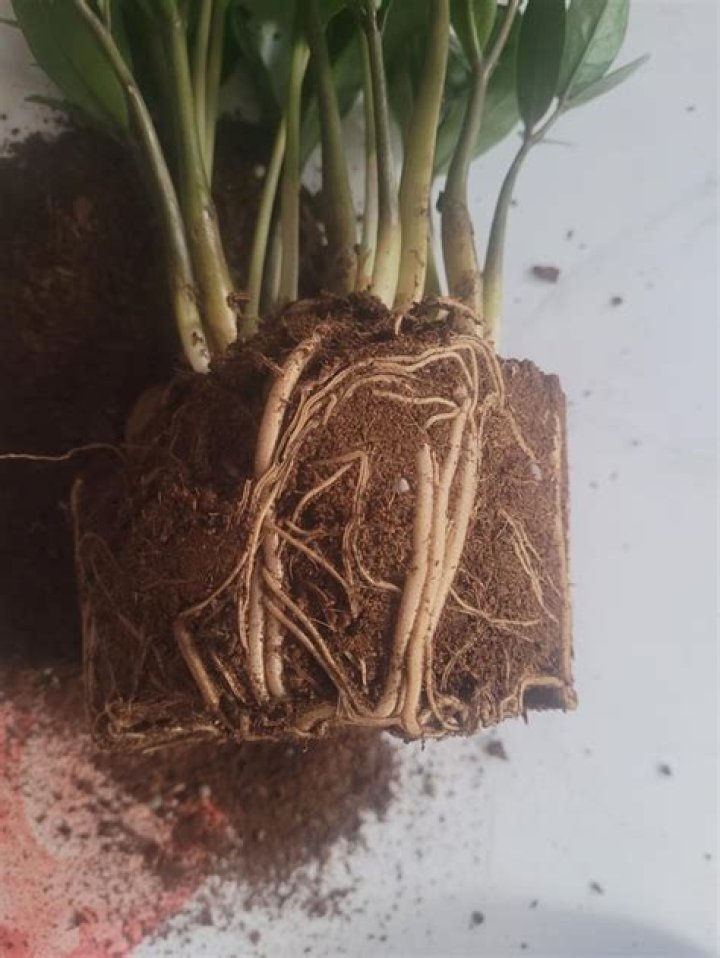 Does my zz plant need to be repotted?