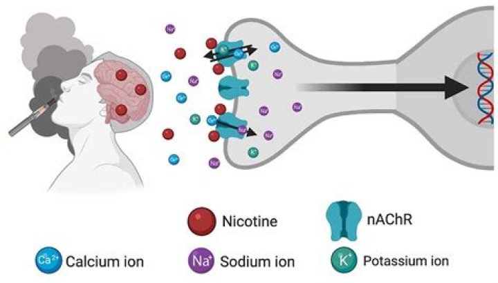 Does nicotine increase dopamine signaling?