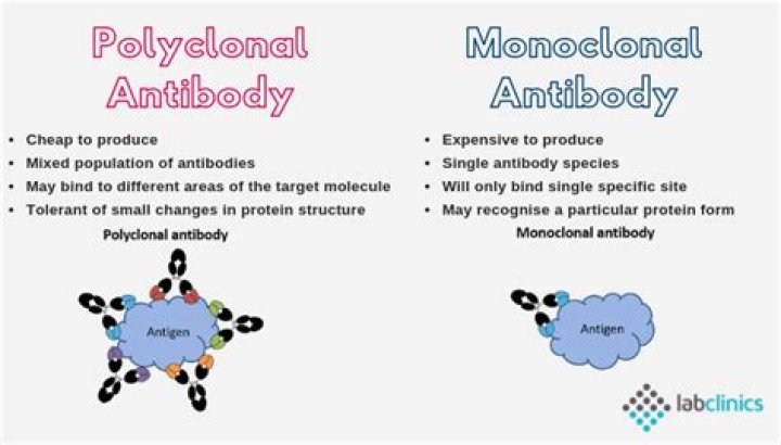 Does polyclonal mean cancer?