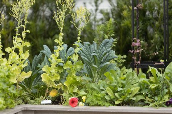 Does romaine lettuce flower?