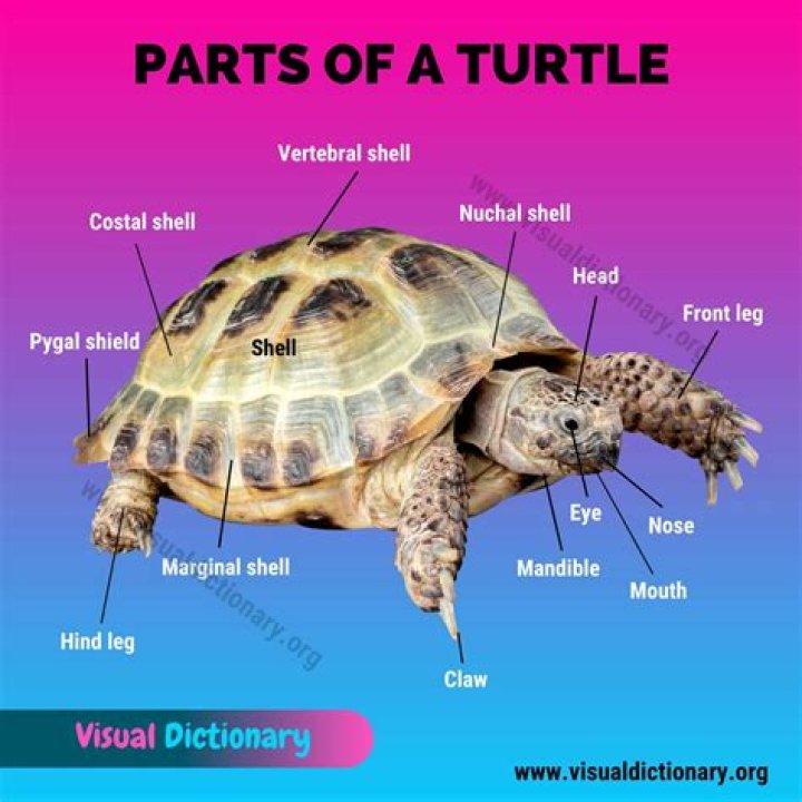 Does sea turtle have legs?
