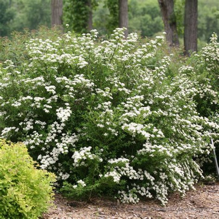 Does spirea like sun or shade?