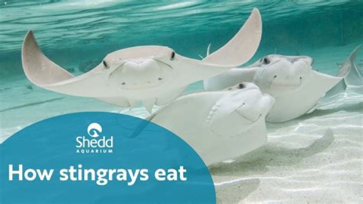 Does stingray taste good?