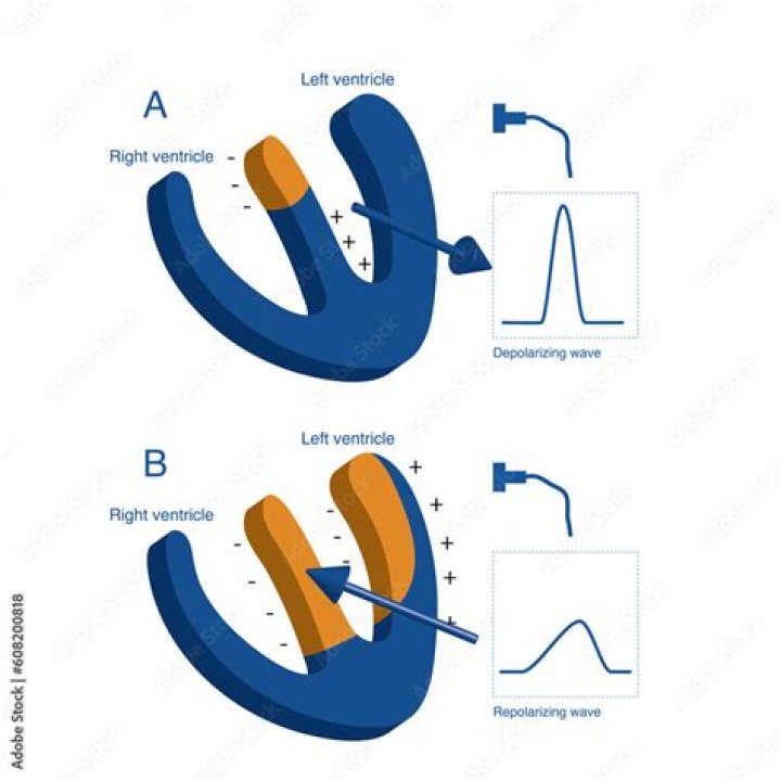 Does ventricular depolarization occur from left to right?
