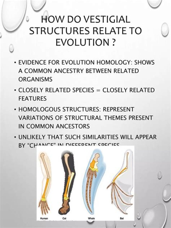 Does vestigial structure support evolution?