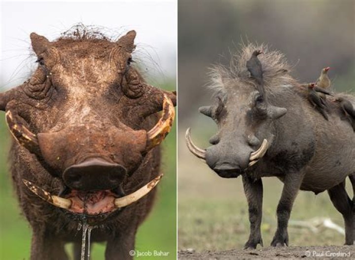 Does warthogs have warts?