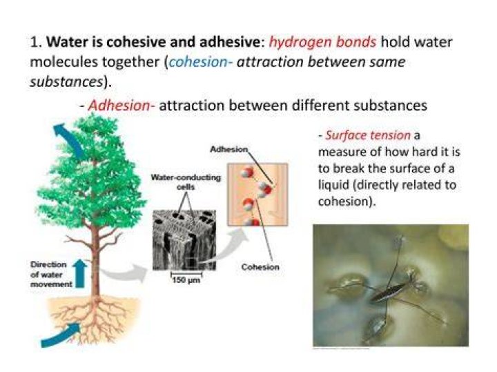 Does water have cohesive?