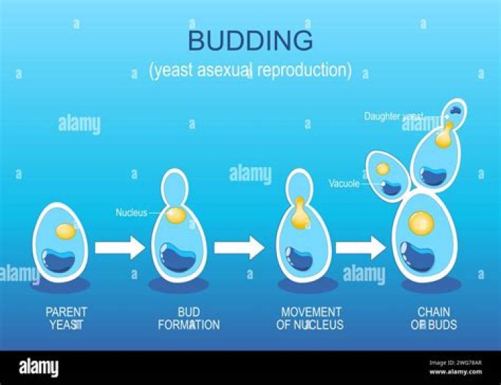 During budding in yeast cytokinesis is unequal?