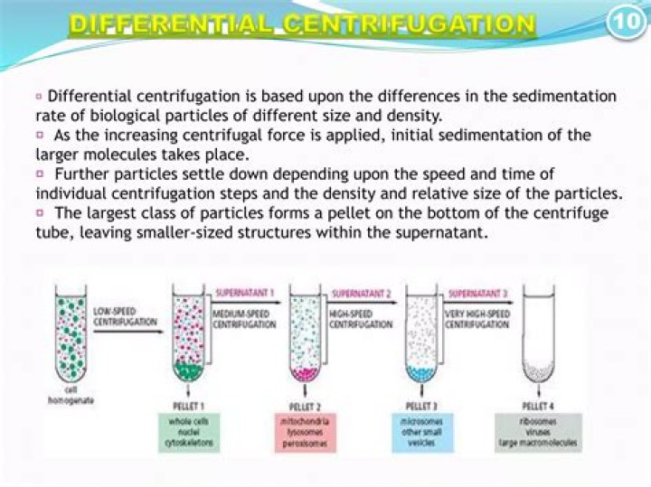 During centrifugation which particles settle down at the bottom?