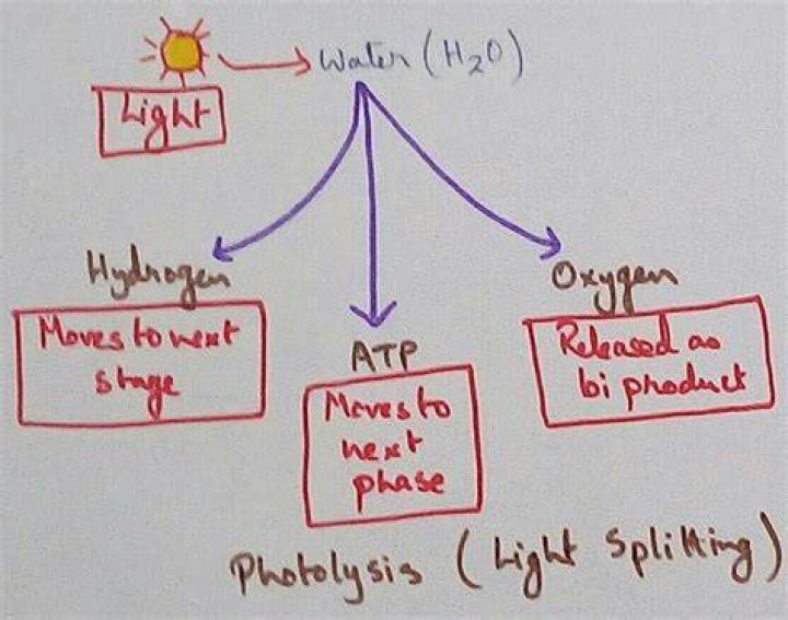 During light reaction the splitting of water is associated with?