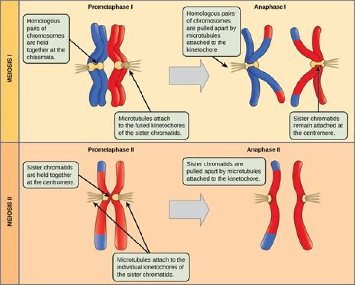 During meiosis chromosomes move randomly?