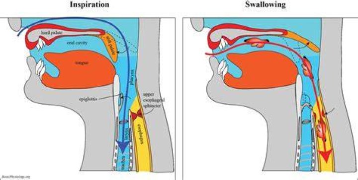 During swallowing the airway is covered and protected by the?