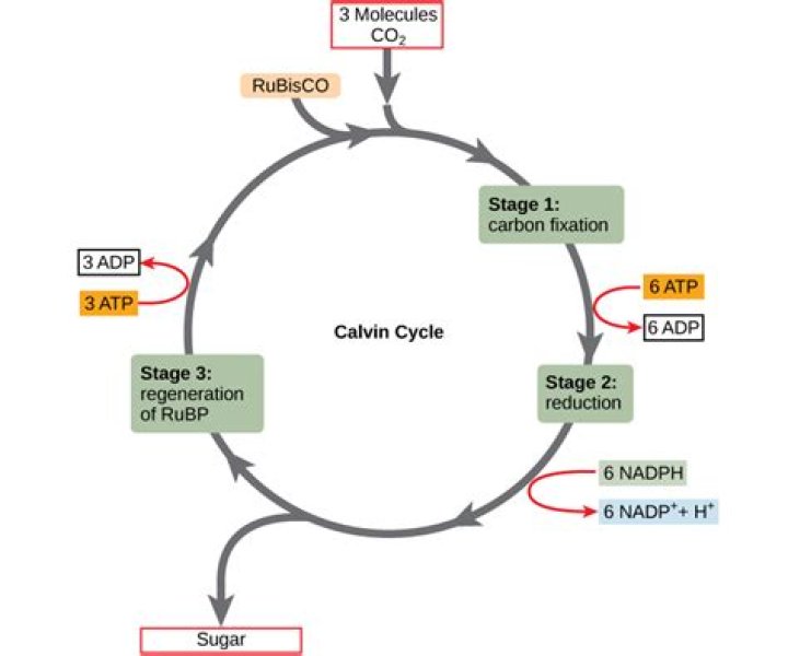During the calvin cycle rubisco's function is to?