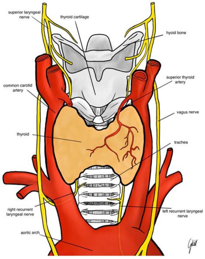 During thyroidectomy inferior thyroid artery is ligated at?