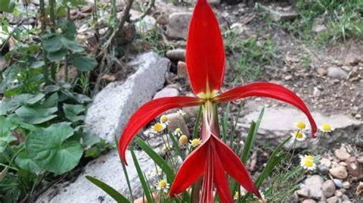 For flor de lis?