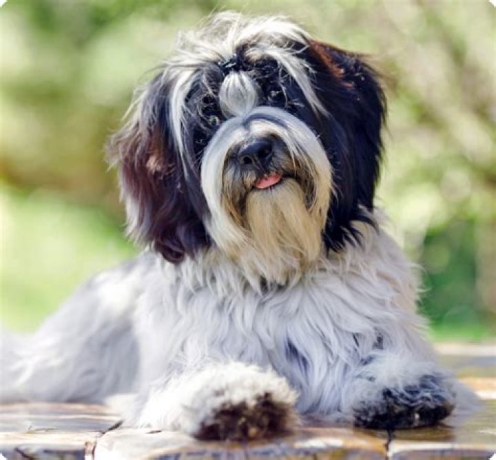 For sale tibetan terrier?