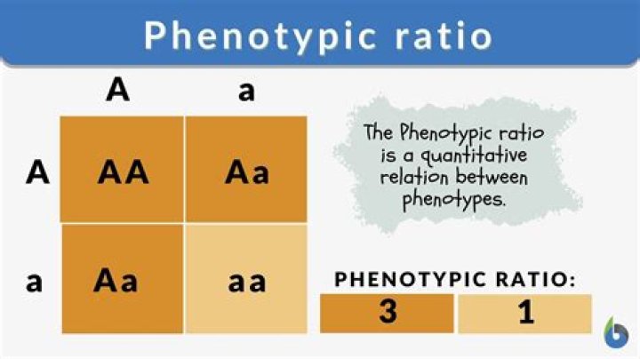Formula for number of phenotypes?