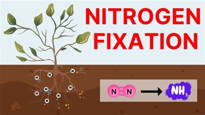 Has a nitrogen fixation?
