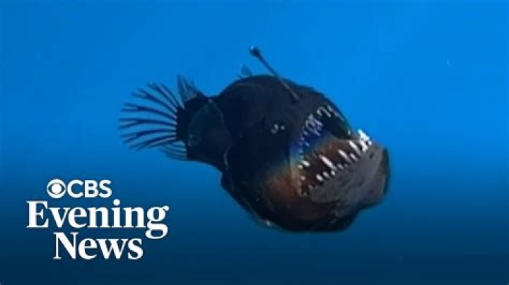 Has anyone seen an anglerfish?