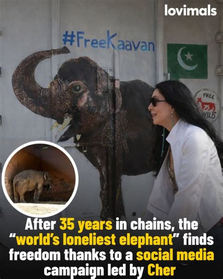 Has elephant arrived in cambodia?