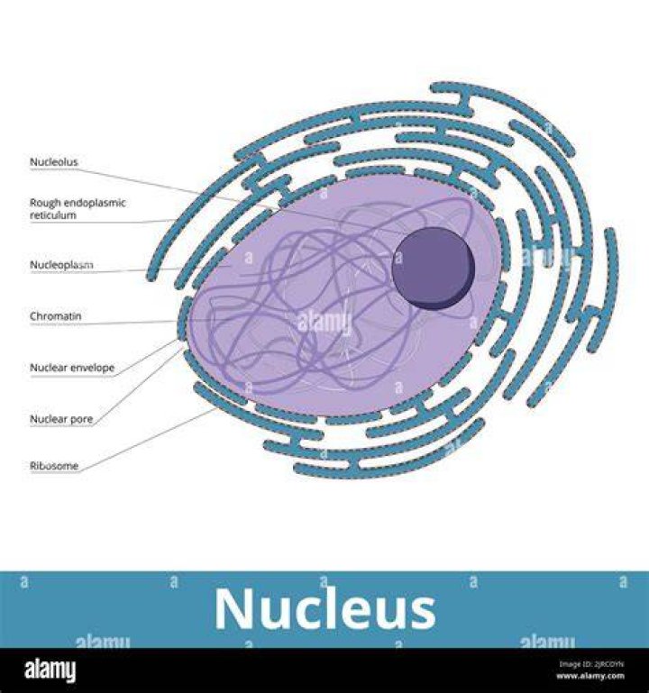 Has genetic material encased in a distinct nucleus?