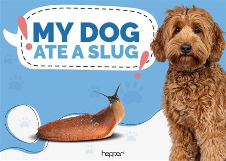 Has my dog eaten a slug?