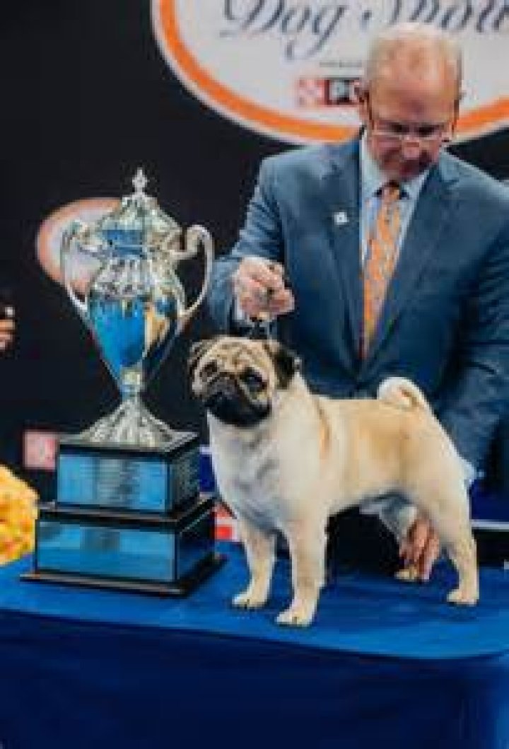 Has pug ever won best in show?