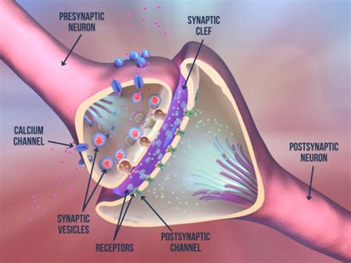 Has receptors for chemical messages?