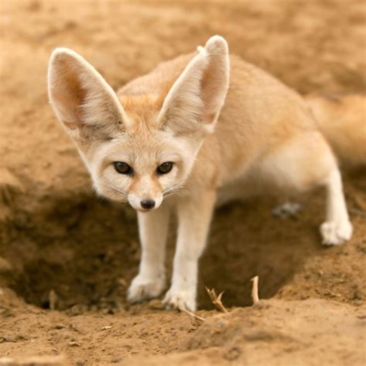 Has the fennec been nerfed?