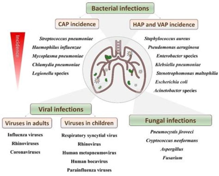 How antibiotics treat pneumonia?